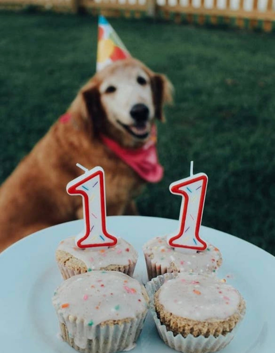 Vanilla Birthday Cake Mix With Sprinkles & Frosting Mix DOG TREATS